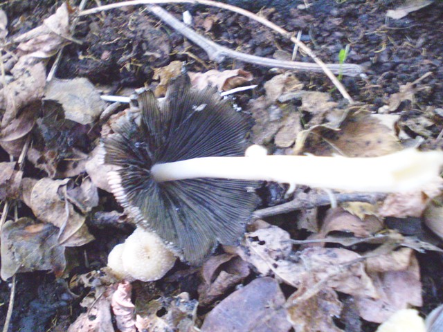 Coprinus ?.?.?